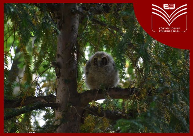 Bagoly fészkel a főiskola udvarán.